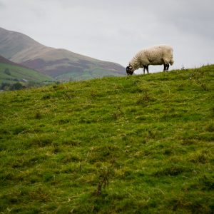 Lone Sheep