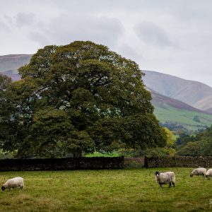 Sheep in Sedbergh