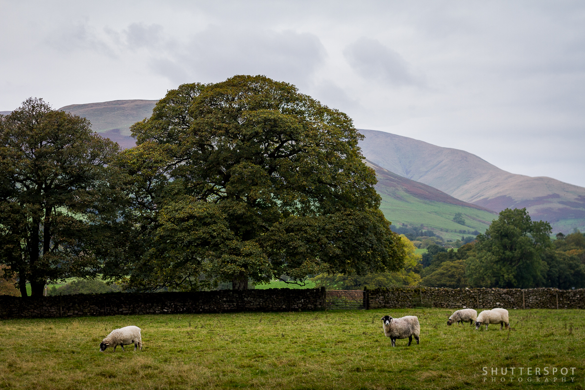 Sheep in Sedbergh