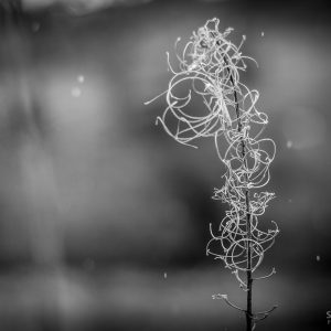 Natural Curves Abstract