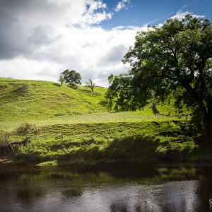 Grazing By The River Wharfe
