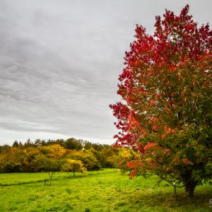 Colours of the Arboretum