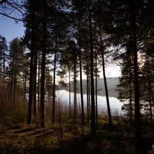 Through Langsett Woods