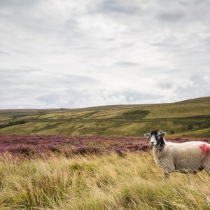 Sheep on Haworth Moor