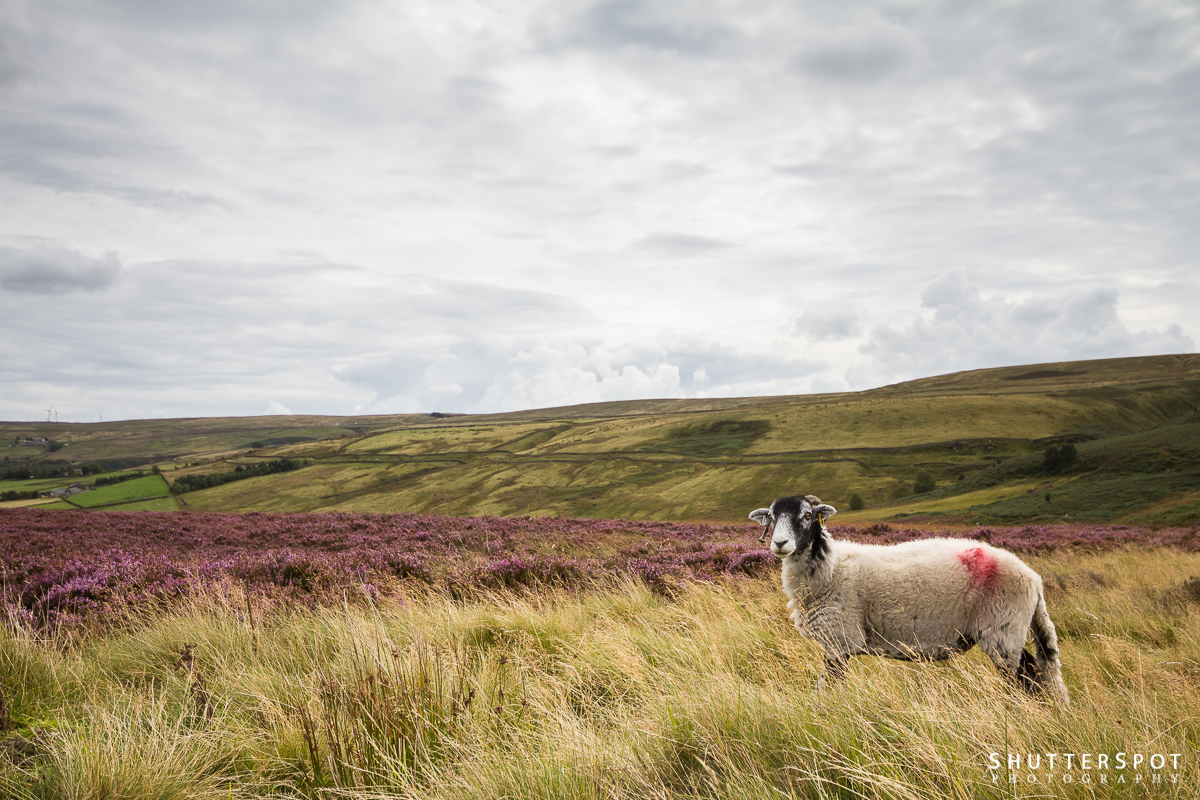 Sheep on Haworth Moor