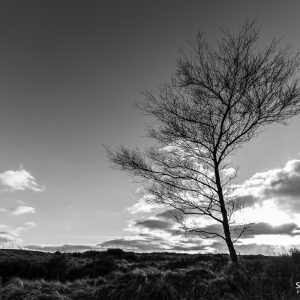 Tree at Ogden
