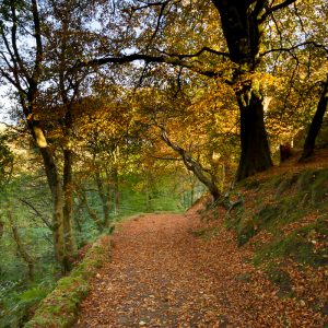 Woods above Hebden Water