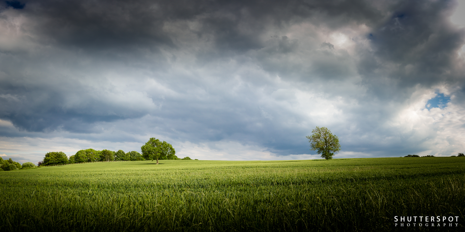 Field of Trees Panoramic