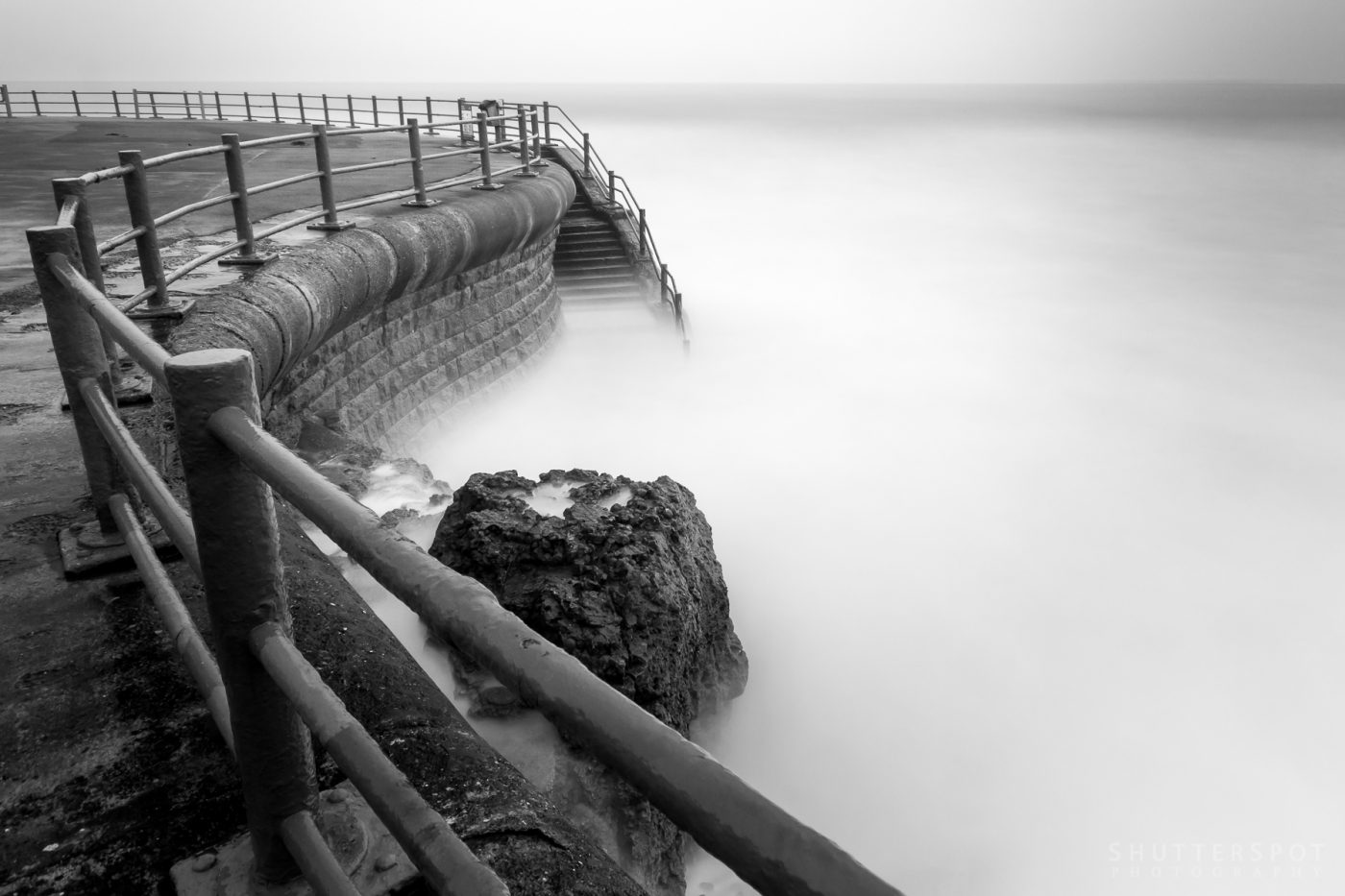 Cat and Dog Steps Shutterspot Photography